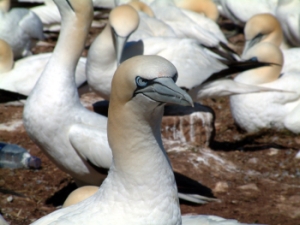 Tölpel gibt es besonders viele im Zoo am Meer